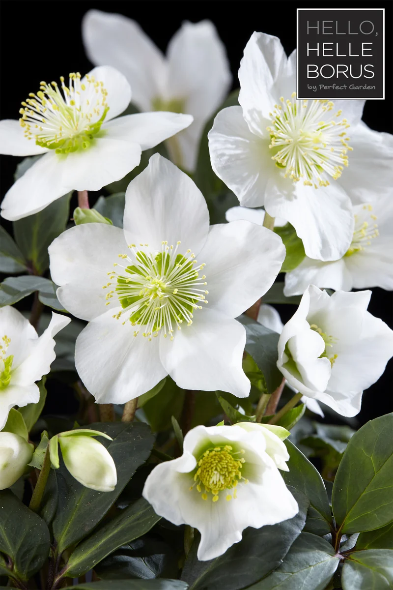 HELLEBORUS CHRISTMAS CAROL XL ROSA DI NATALE VASO 17CM