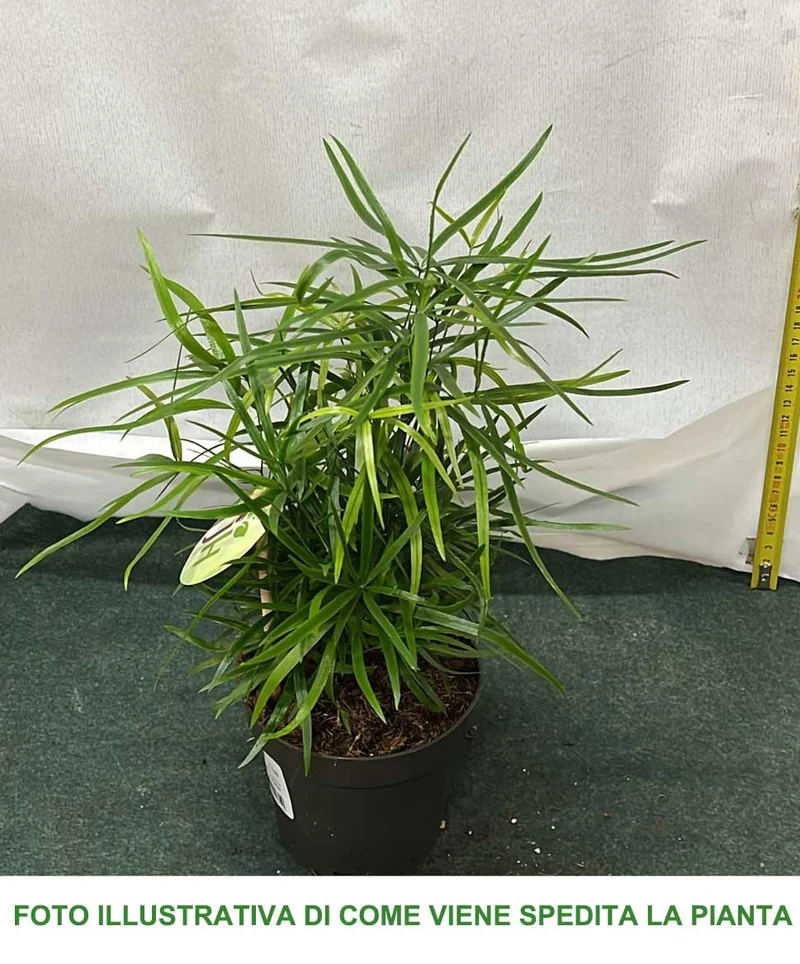 ASPARAGUS FALCATUS VASO 12CM