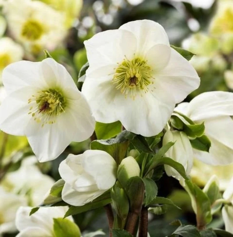 HELLEBORUS ICE N’ ROSES EARLY WHITE ROSA DI NATALE VASO 15CM