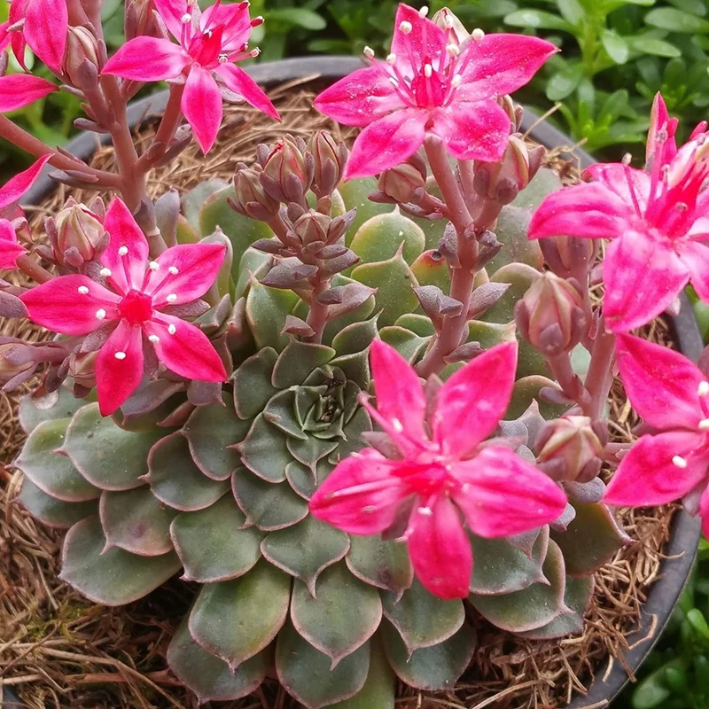 TACITUS GRAPTOPETALUM VASO 5.5CM