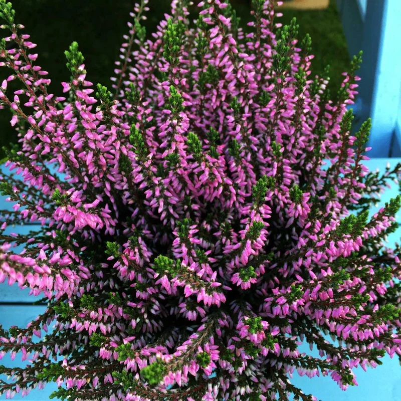 ERICA CALLUNA GARDEN GIRLS FUCSIA IN VASO 13CM
