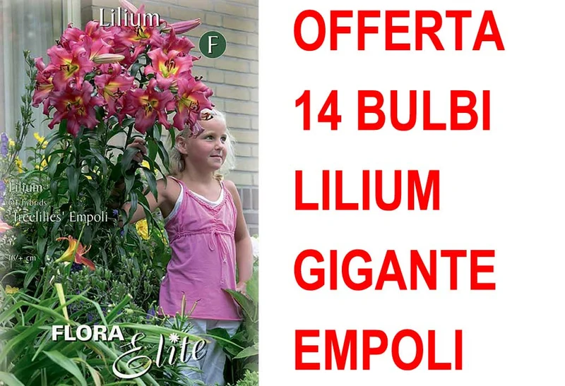 OFFERTA 14 BULBI LILIUM GIGANTE EMPOLI