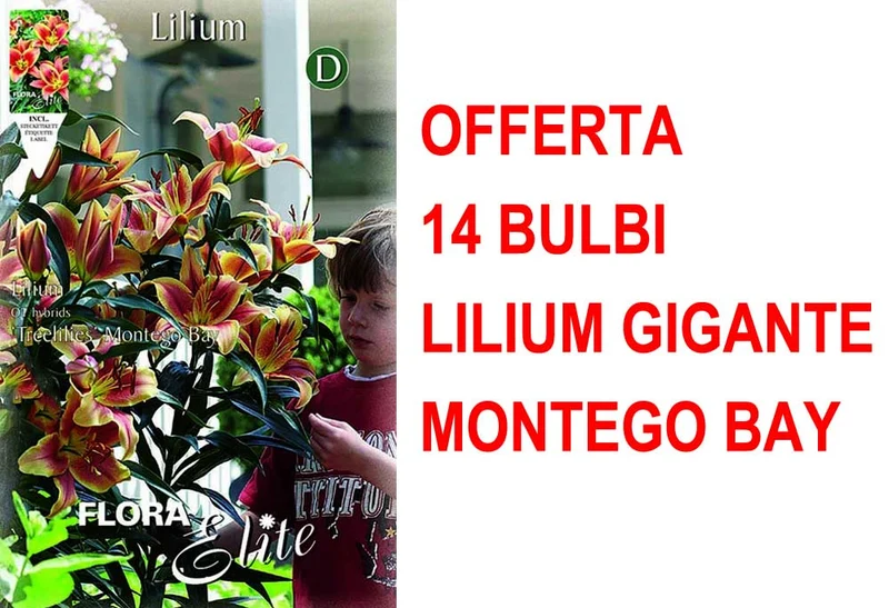 OFFERTA 14 BULBI LILIUM GIGANTE MONTEGO BAY
