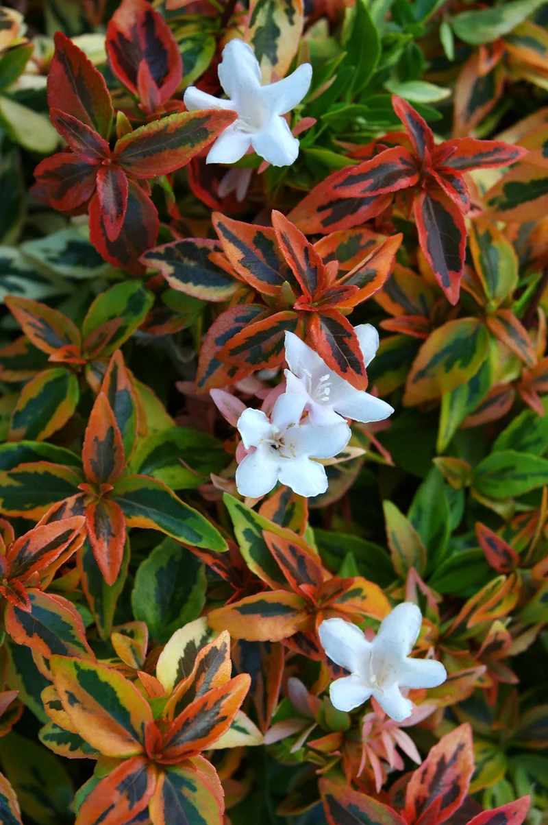 ABELIA GRANDIFLORA KALEIDOSCOPE VASO 11CM