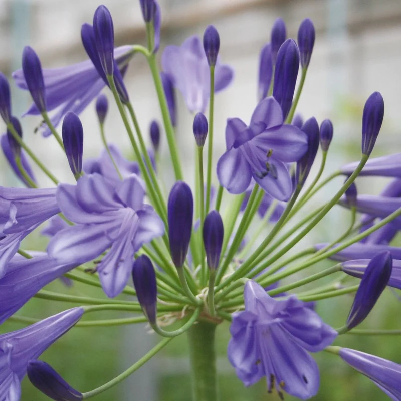 AGAPANTHUS VALLEE DE LOIRE VASO 18CM