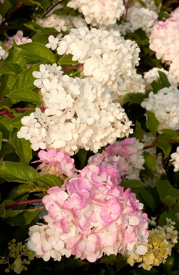 HYDRANGEA ORTENSIA PANICULATA VANILLA FRAISE VASO 18CM