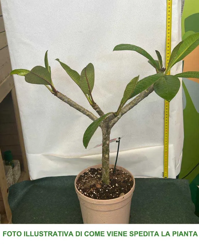 PLUMERIA POMELIA BAYEUX IN VASO 18CM