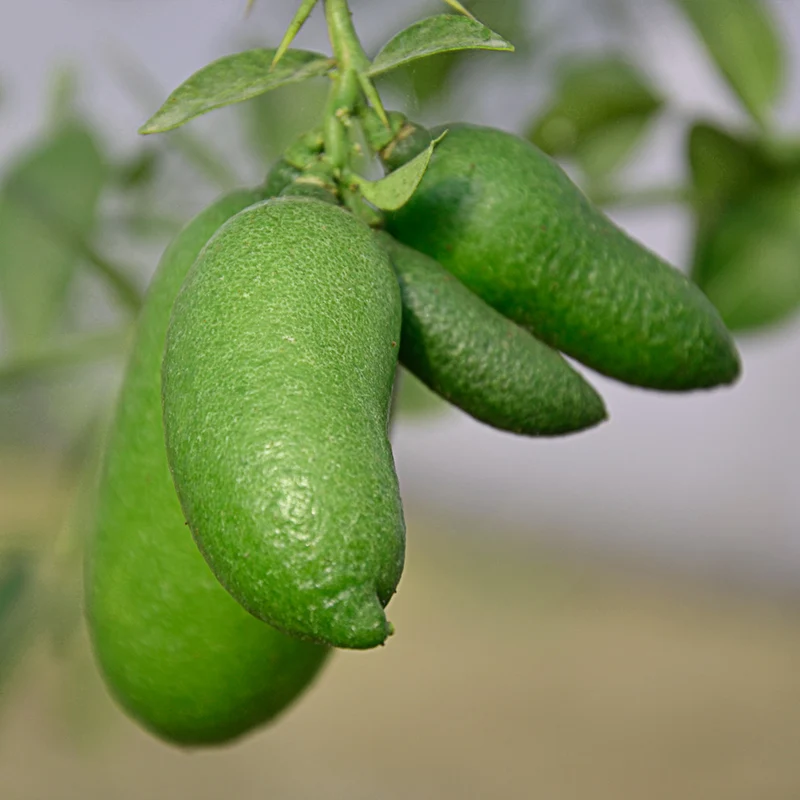 LIMONE CAVIALE VERDE FINGER LIME IN VASO 22CM
