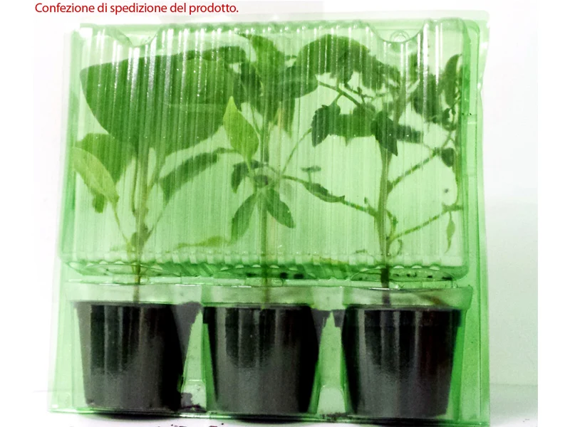 3 PIANTE IN VASO Ø 10CM DI ANGURIA GIALLA