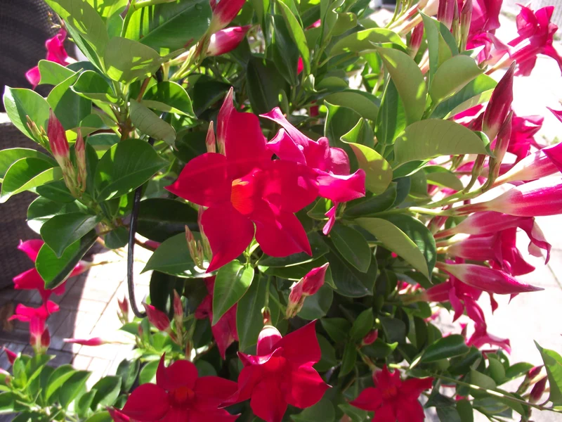 DIPLADENIA ROSSA VASO 17CM CON SPALLIERA