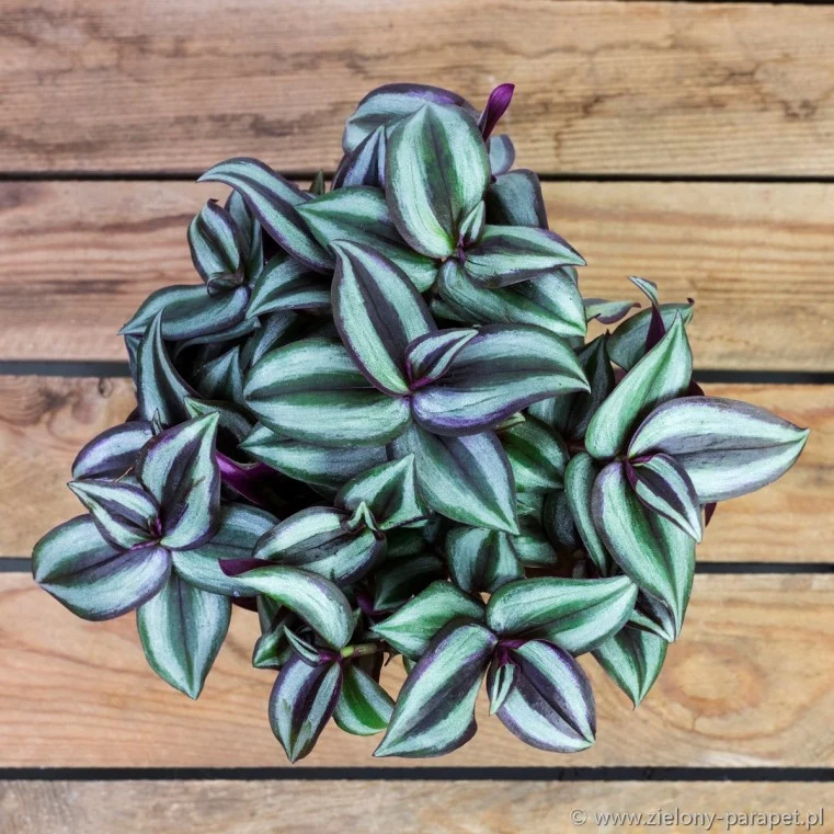 TRADESCANTIA ZEBRINA PINK JOY VASO 14CM