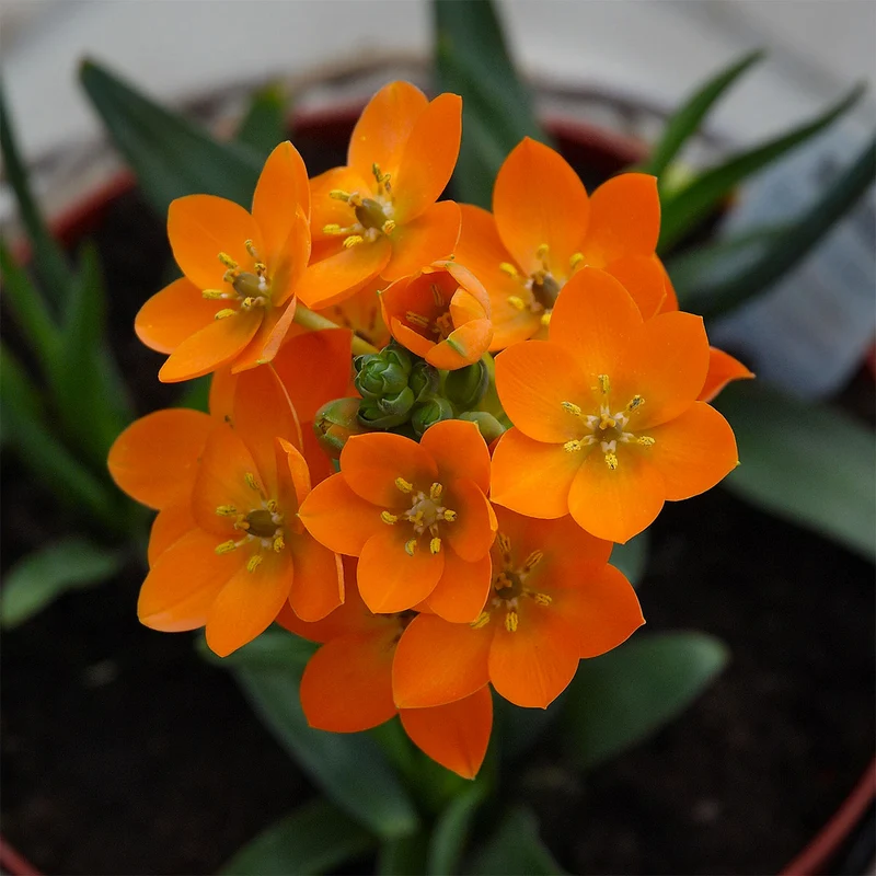 ORNITHOGALUM ARANCIONE VASO 14CM