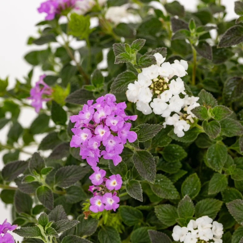 LANTANA SELLOWIANA BICOLOR VASO 18CM