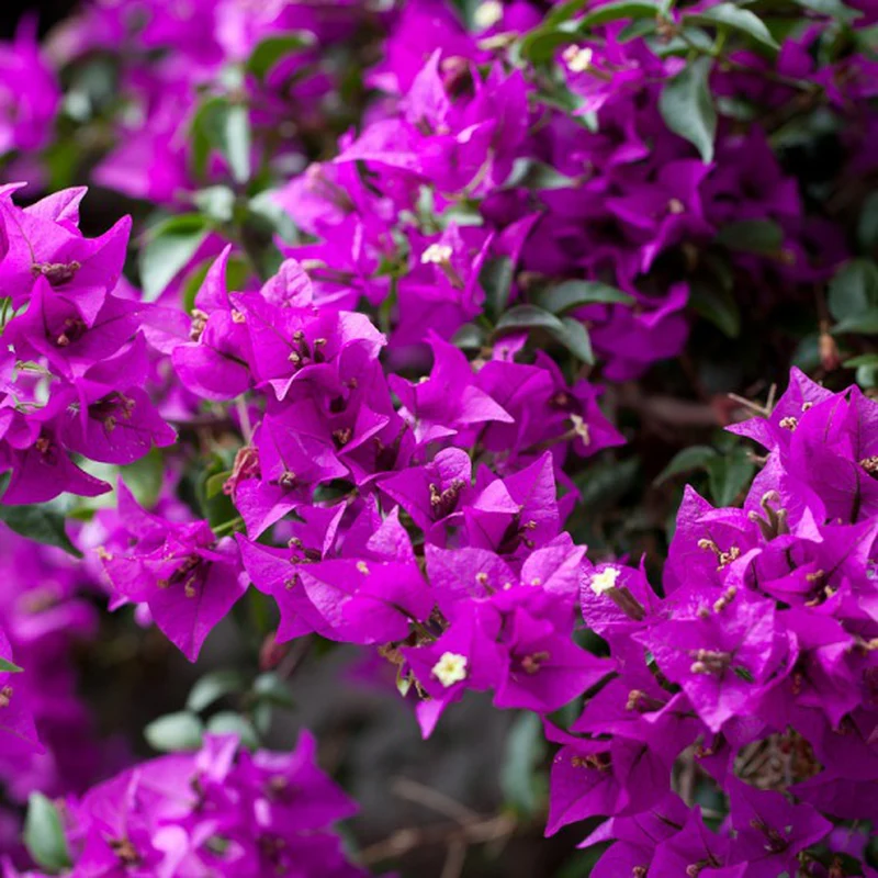 BOUGAINVILLEA VASO 24CM
