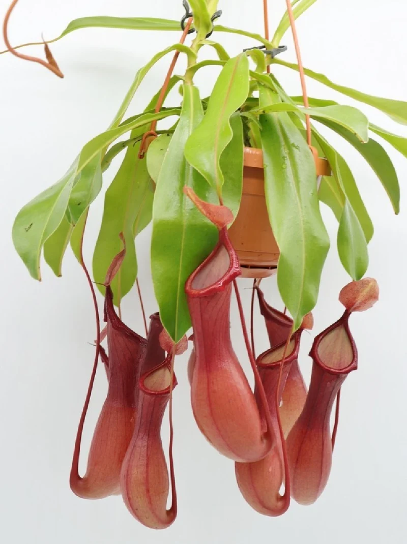 PIANTA CARNIVORA NEPENTHES VASO 14CM