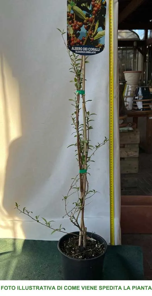 ELEAGNUS UMBELLATA IN VASO 17CM