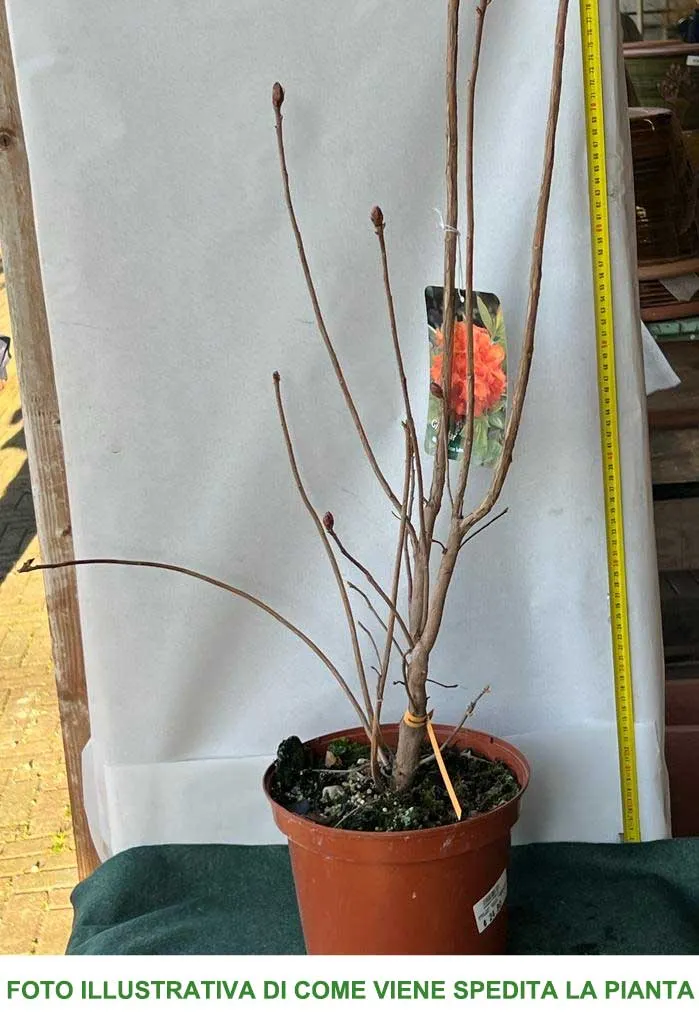 AZALEA FEUERWERK ARANCIONE VASO 21CM