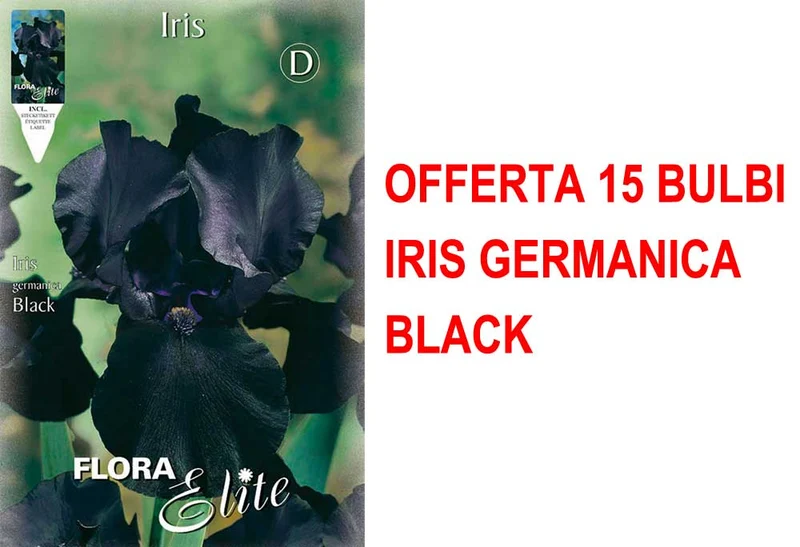 OFFERTA 15 BULBI IRIS GERMANICA NERO