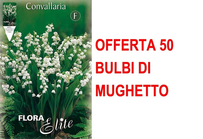OFFERTA 50 BULBI MUGHETTO BIANCO CONVALLARIA MAJALIS