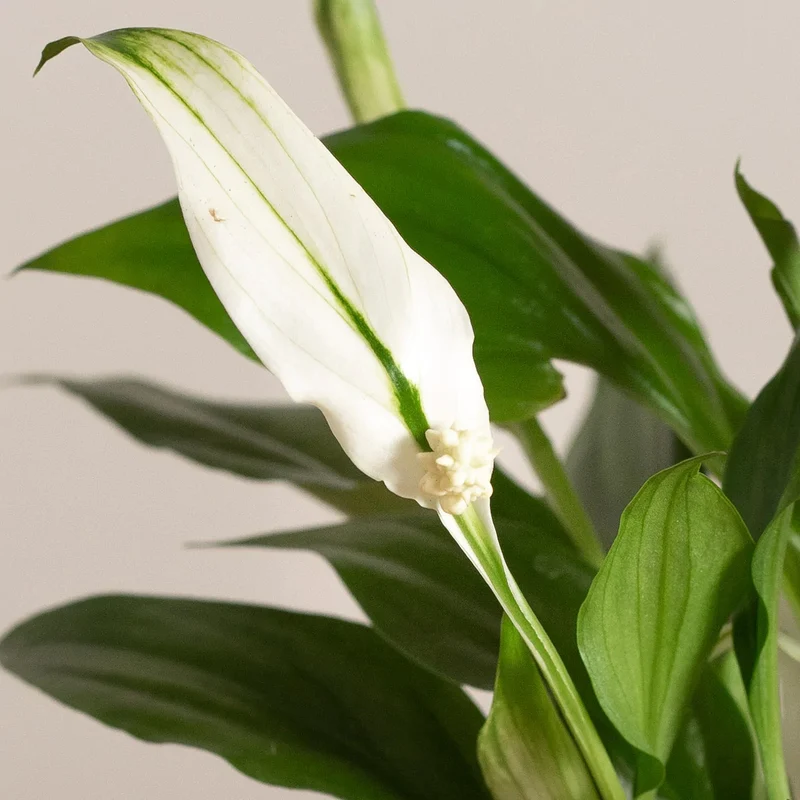 SPATHIPHYLLUM PEARL VASO 9CM