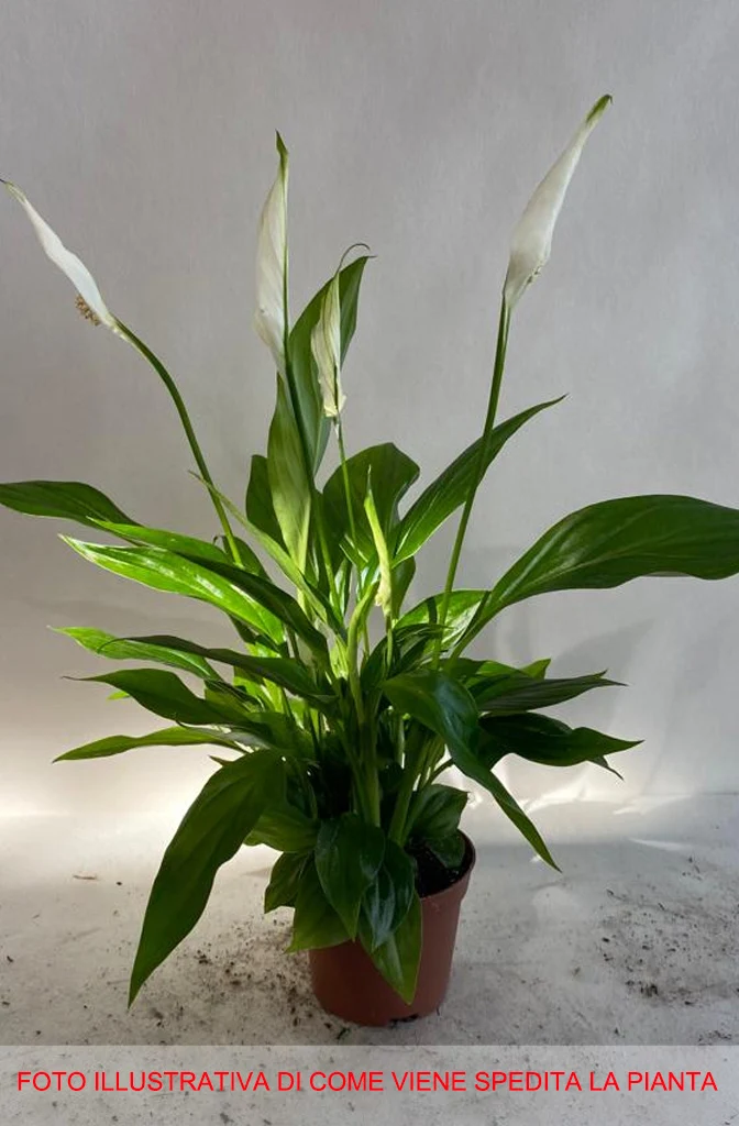 SPATHIPHYLLUM PEARL VASO 9CM