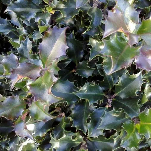 ILEX AGRIFOGLIO MESERVEAE VASO 12CM