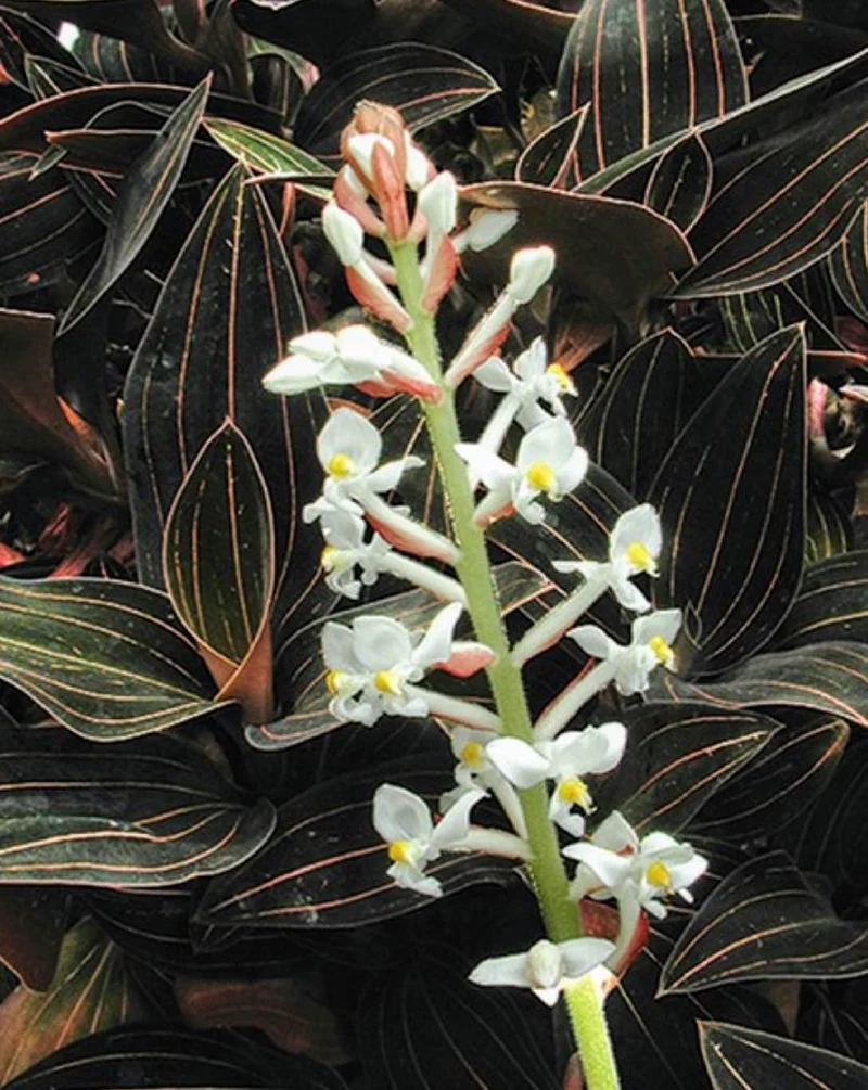LUDISIA DISCOLOR ORCHIDEA GIOIELLO VASO 12CM