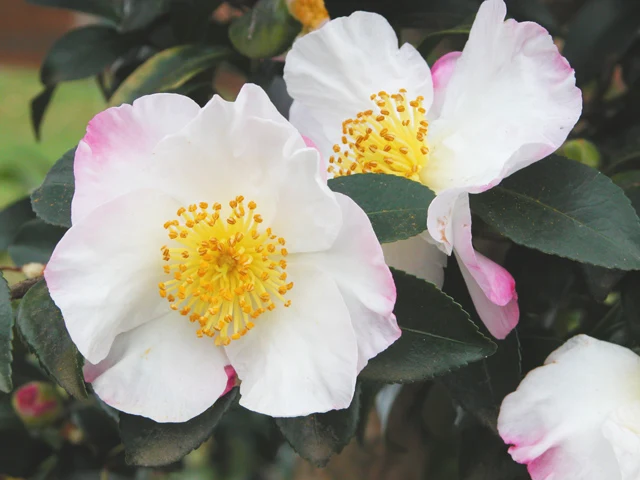 CAMELIA SASANQUA HINODE GUMO VASO 21CM