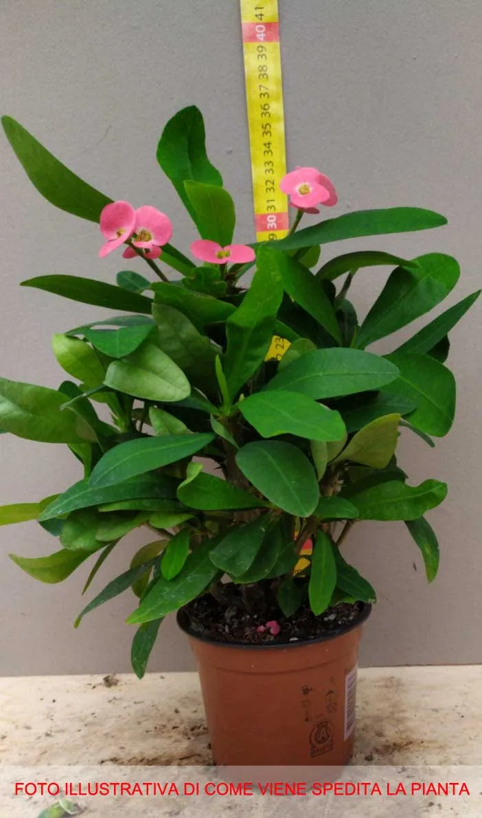 EUPHORBIA MILII VASO 10CM