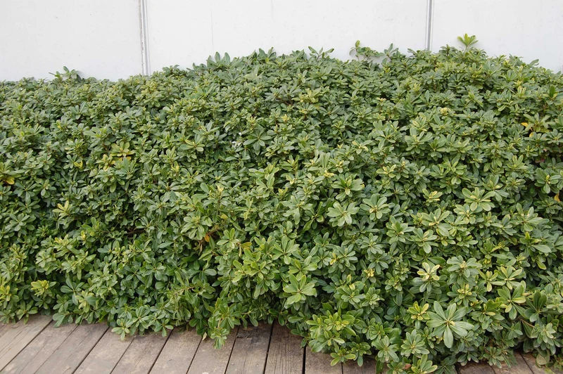 PITTOSPORUM PITTOSPORO TOBIRA VASO 18CM