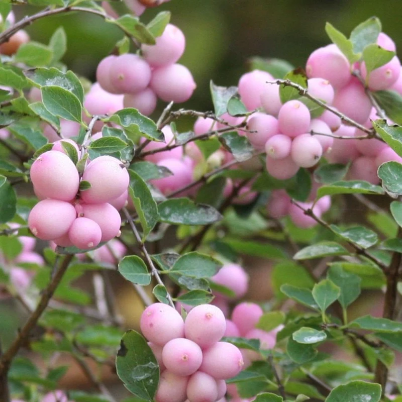 SYMPHORICARPOS ALBERO DELLE PERLE MAGICAL SWEET VASO DA 17CM