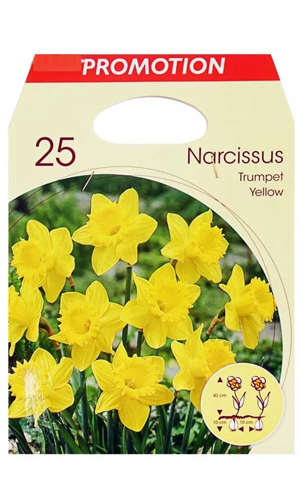 OFFERTA 25 BULBI NARCISO TRUMPET GIALLO