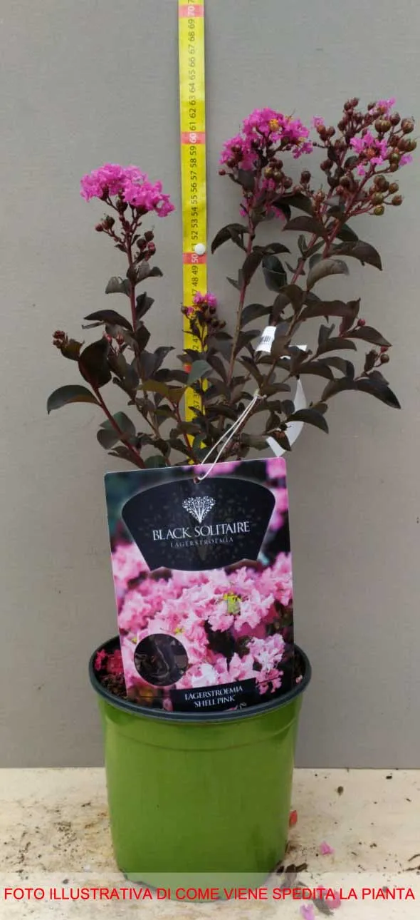 LAGERSTROEMIA INDICA RHAPSODY PINK VASO 18CM