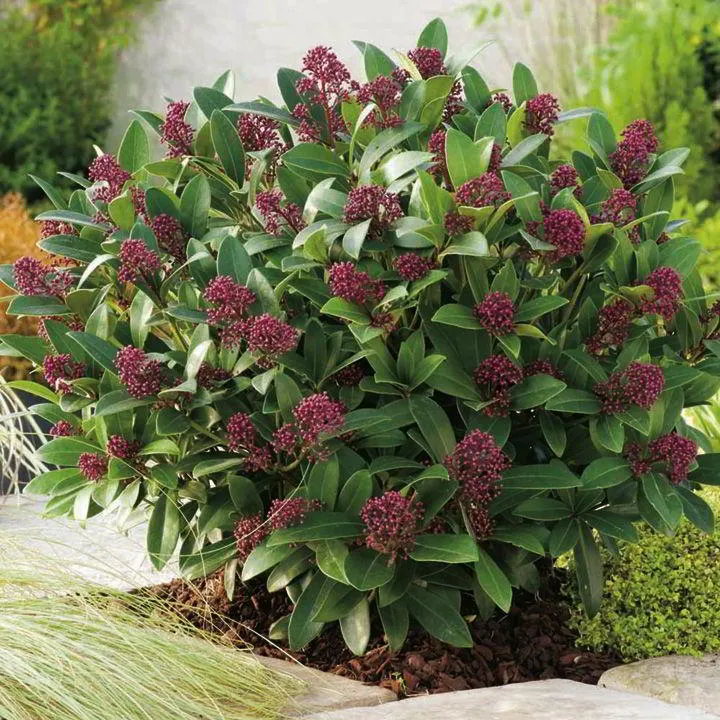 SKIMMIA RUBELLA VASO 12CM