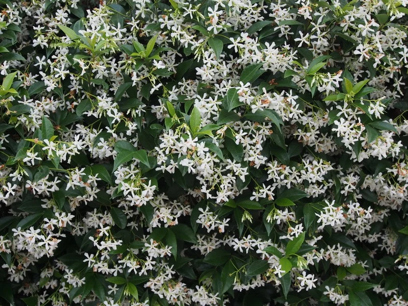 RHYNCOSPERMUM JASMINOIDES O FALSO GELSOMINO VASO 18CM