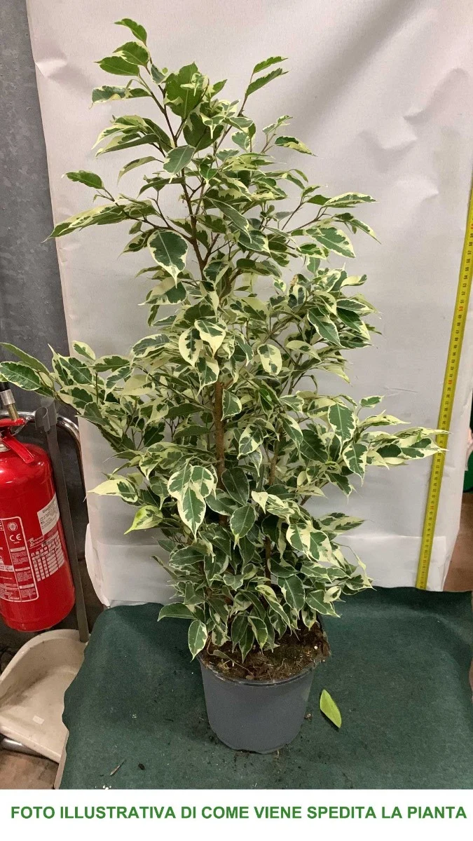 FICUS BENJAMINA TWILIGHT VASO 17CM