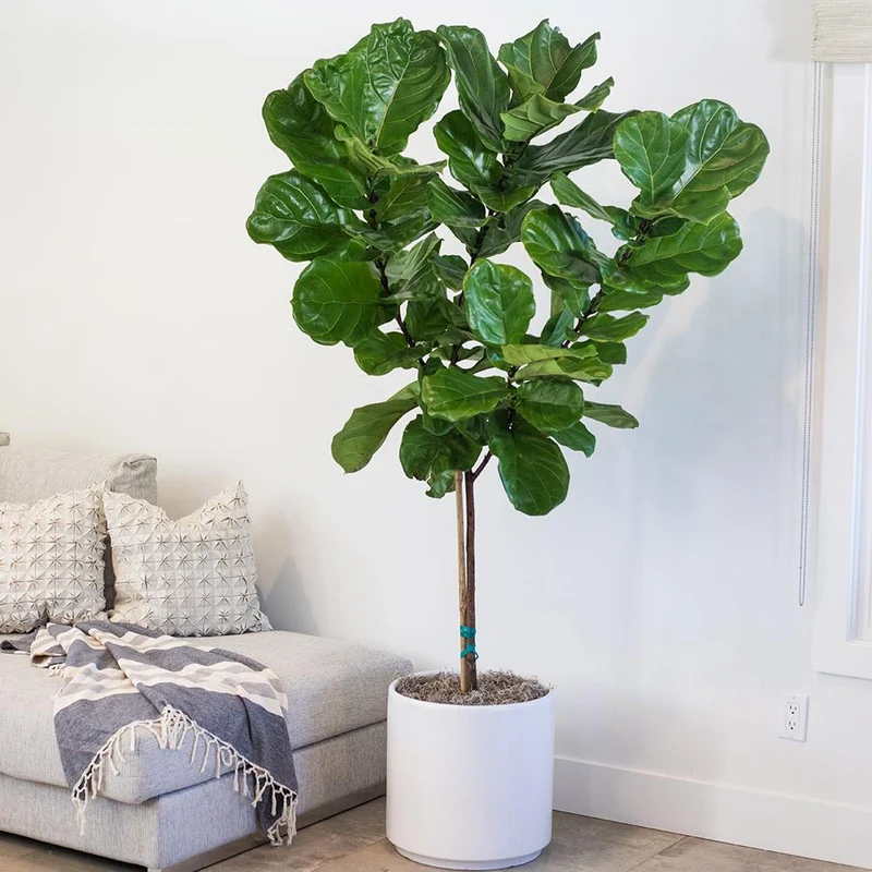 FICUS LYRATA VASO 27CM