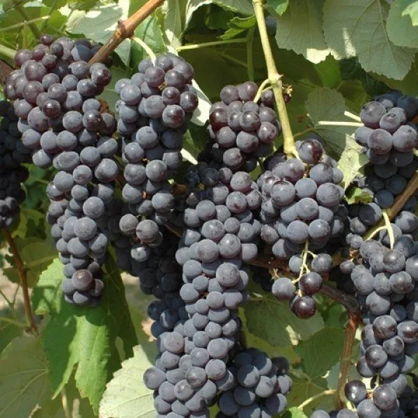 UVA FRAGOLA NERA IN VASO 14CM
