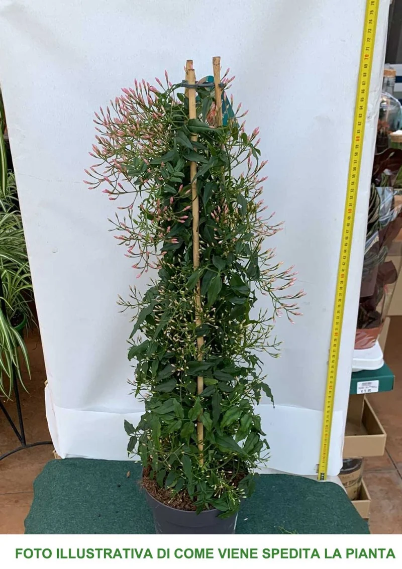JASMINUM POLYANTHUM GELSOMINO VASO 17CM