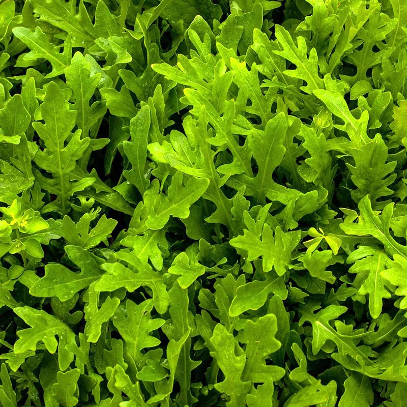 RUCOLA VASO 14CM