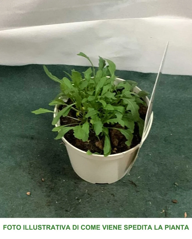 RUCOLA VASO 14CM