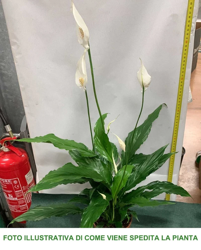 SPATHIPHYLLUM SWEET CHICO VASO 13CM