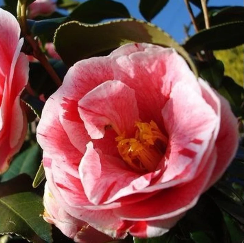 CAMELIA JAPONICA OKI NO NAMI VASO 19CM