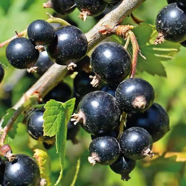 RIBES NERO VASO 18CM