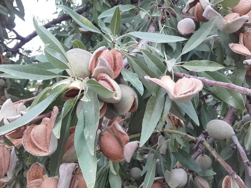 MANDORLO MAKAKO IN VASO 20CM