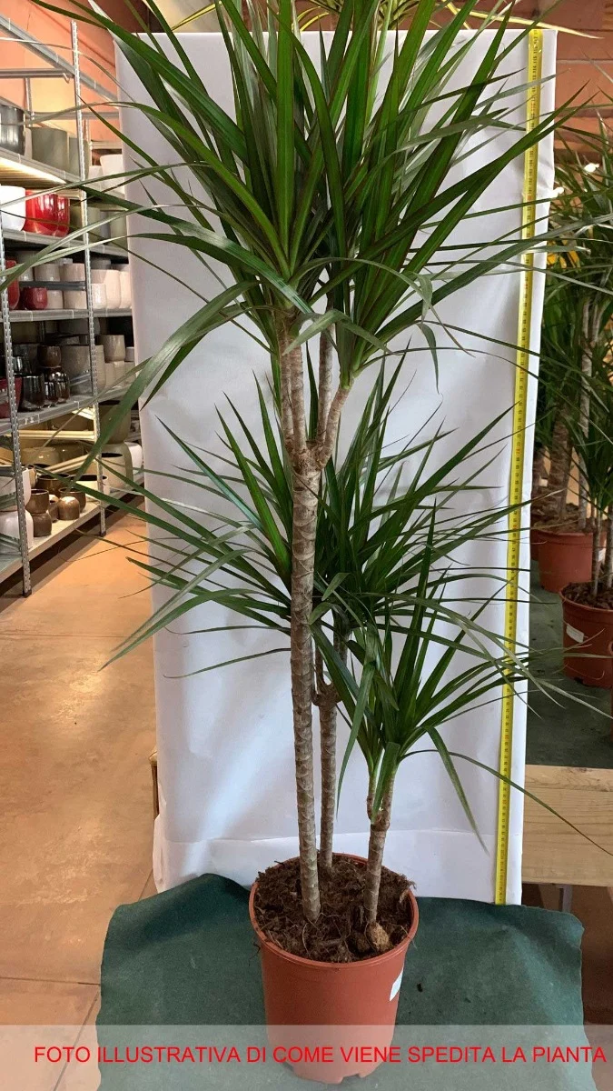 DRACENA MARGINATA TRONCHETTO DELLA FELICITÀ VASO 22CM H110CM