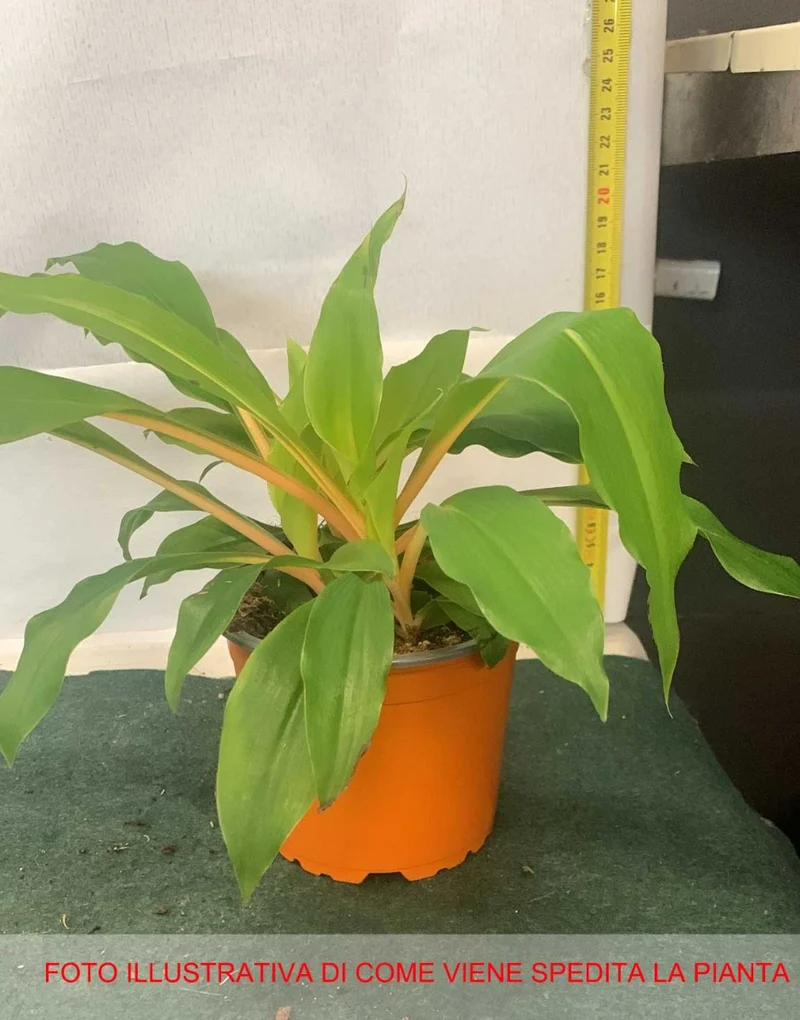 CHLOROPHYTUM GREEN ORANGE VASO 12CM