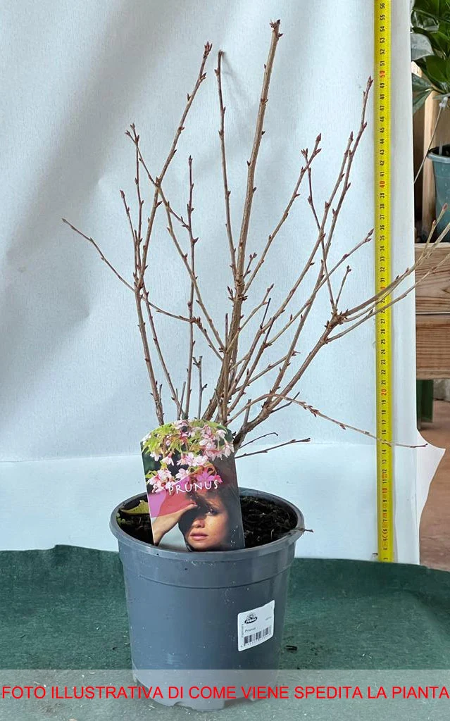 PRUNUS INCISA KOJOU NO MAI CILIEGIO DA FIORE IN VASO 17CM