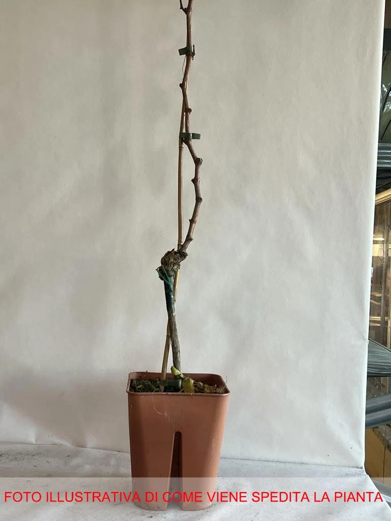 UVA PIZZUTELLO NERO IN VASO 18CM