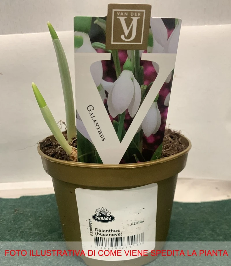 GALANTHUS BUCANEVE VASO 12CM